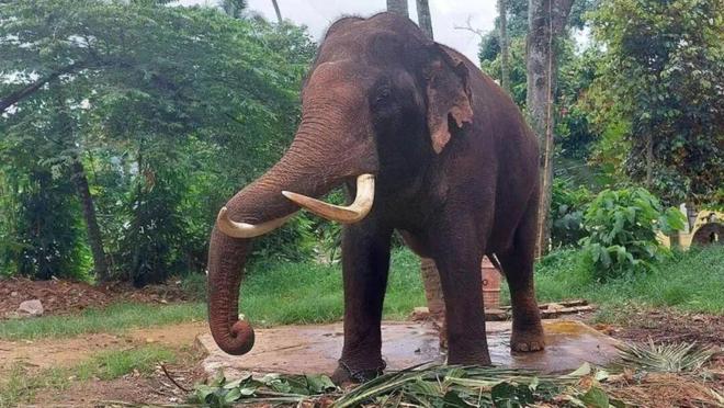 泰国政府计划从斯里兰卡接回两头赠送大象 动物权益组织指控当地
